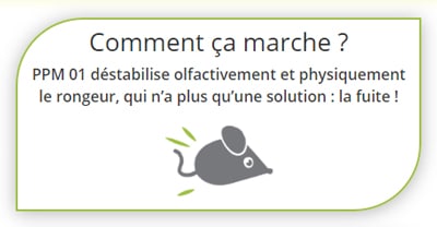 Répulsif anti rat & souris : Comment les faire fuir de votre grenier ou  comble ? 